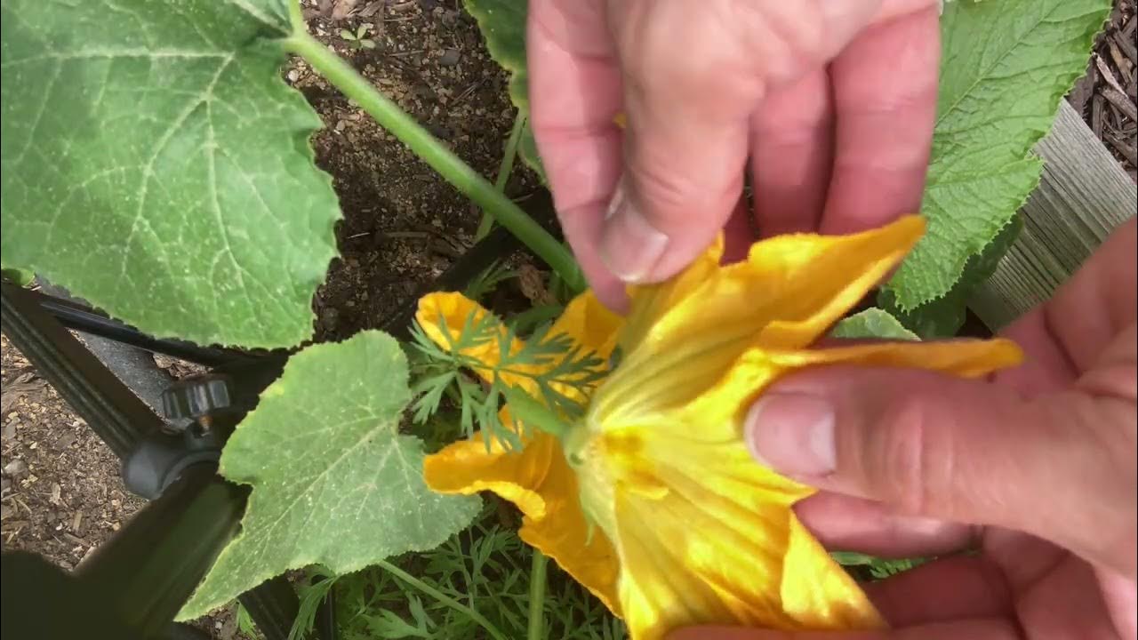 How to Hand Pollinate Zucchini Squash Flowers YouTube