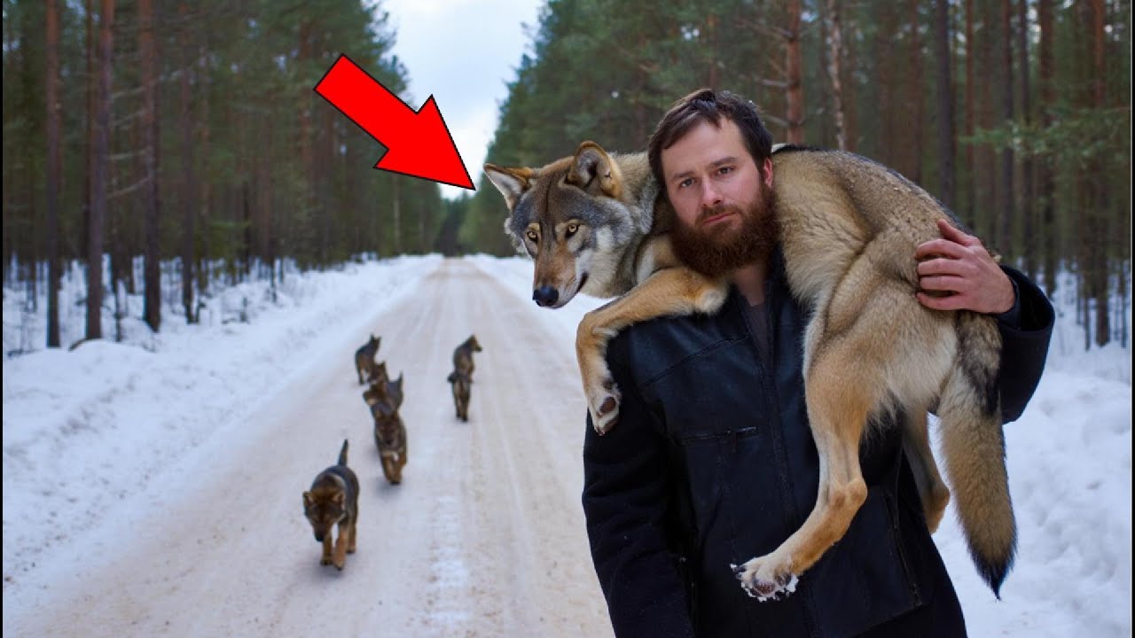 ОН СПАС ПОЛУМЁРТВУЮ ВОЛЧИЦУ ИЗ КАПКАНА — И ДАЖЕ ПРЕДСТАВИТЬ НЕ МОГ, ЧЕМ ВСЁ ЭТО ОБЕРНЁТСЯ