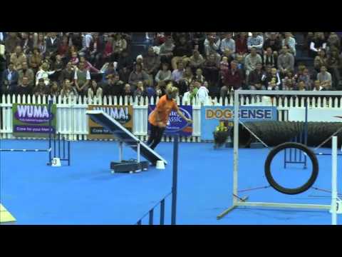 sport-news,-agility:-dog-in-dog-agility-contest,-south-africa
