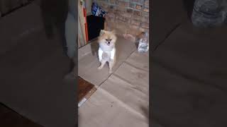 Walking on the hind legs - #shorts #dogshorts #dogmemes #funnydogs #cutedogs #aww