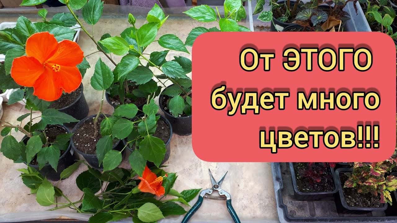 Весенняя обрезка гибискусов.