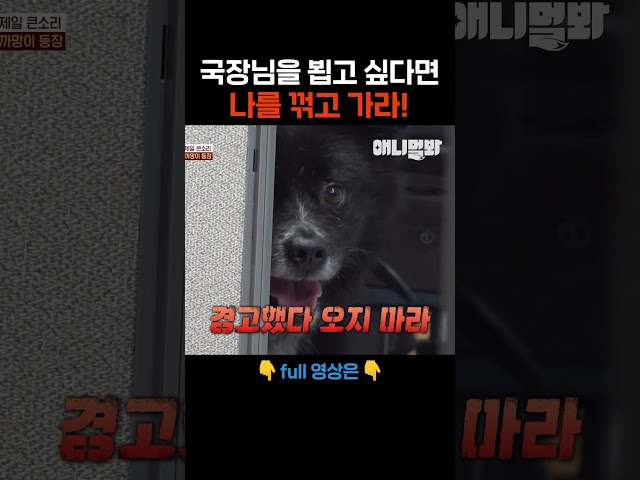 국장님 나만 믿어! #애니멀봐 #shorts