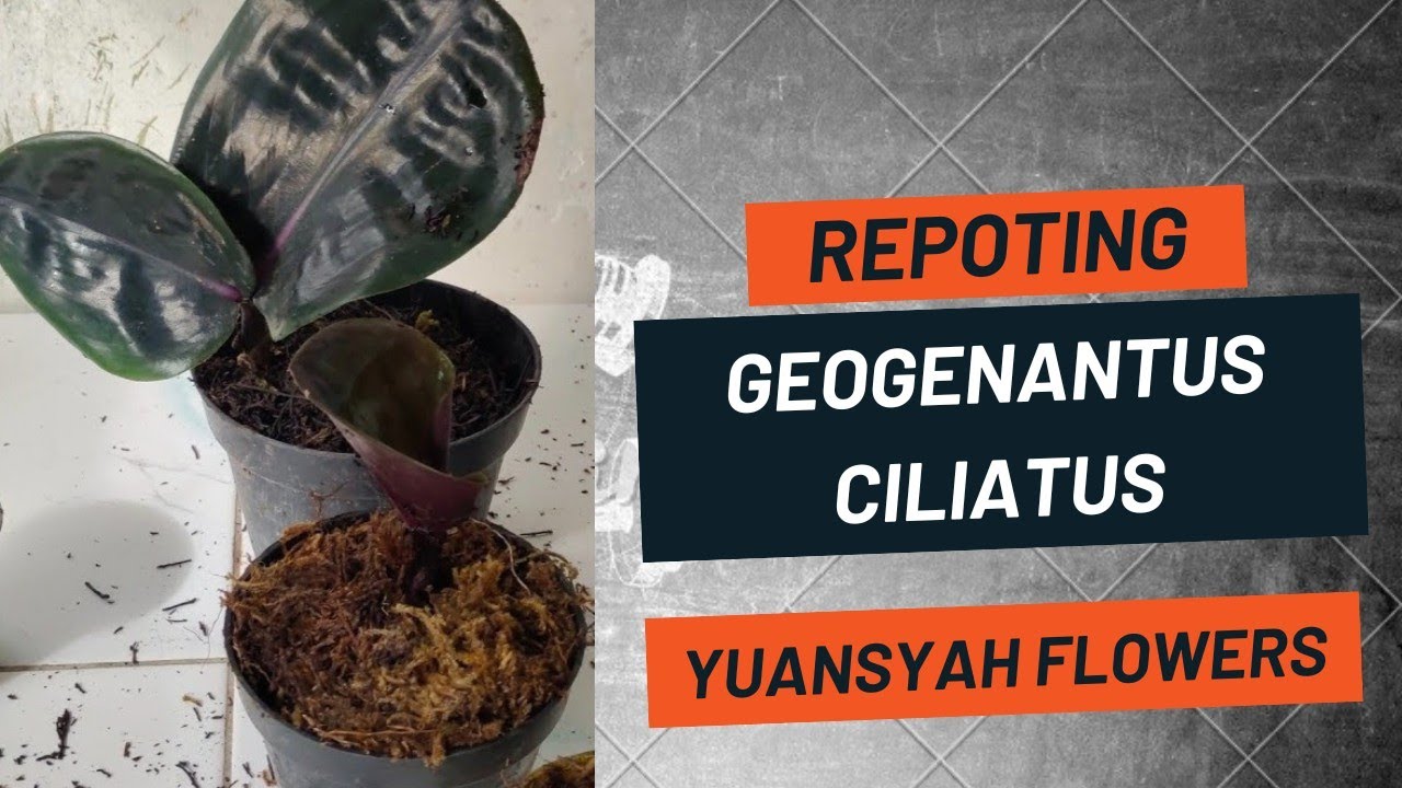Repoting dan Perawatan Tanaman Hias Geogenantus Ciliatus