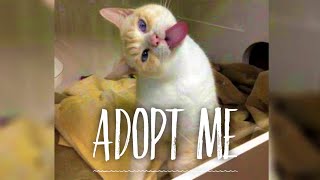 Nobody Wanted To Adopt This Shelter Cat So He Tries A Unique Tactic To Get Adopters’ Attention