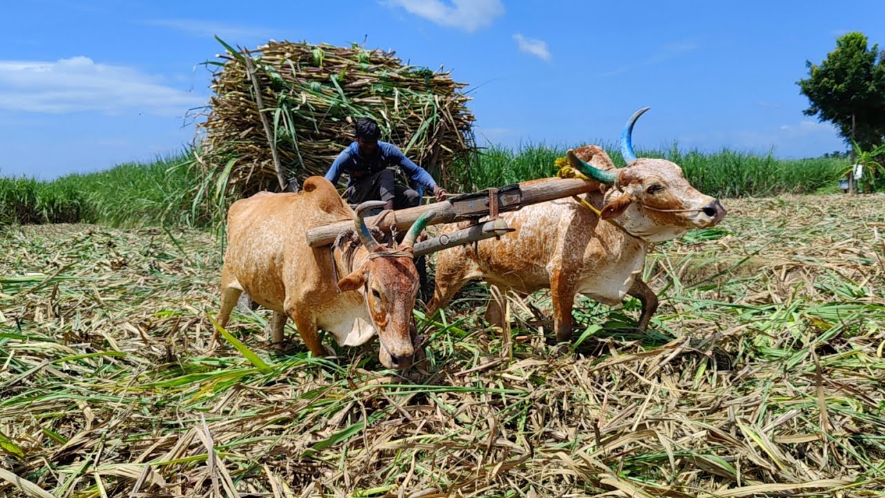 Country Bullock Cart fully loaded sugarcane | cow ride vs ox ride