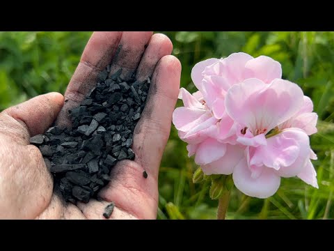 Vídeo: Per què s'han de trasplantar les plantes?