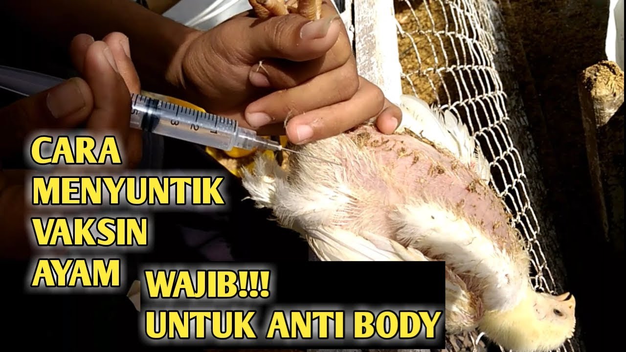 CARA VAKSIN AYAM DENGAN CARA INJECT/SUNTIK 