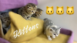 Feline Wonders: Captivating Kittens in Pictures by Fluffy tails 558 views 3 months ago 1 minute, 1 second