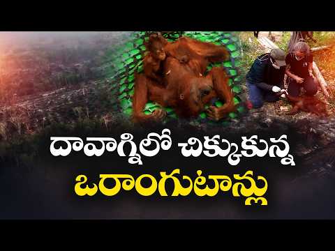 కాళీమంటన్ కార్చిచ్చు ఒరాంగూటన్లకు ప్రాణ సంకటం