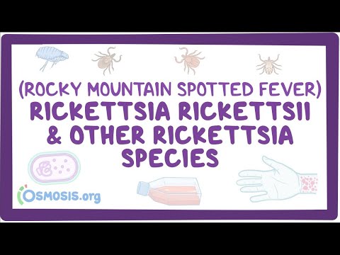 Video: Serologiska Bevis På Exponering För Rickettsia Felis Och Rickettsia Typhi Hos Australiska Veterinärer