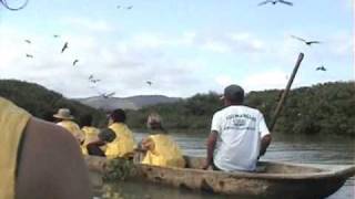 Egrets