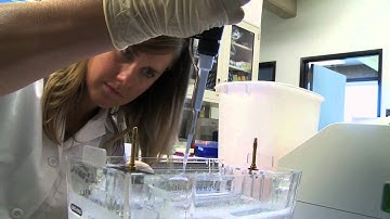 Scientists at UC Davis Using the ChemiDoc™ MP Imaging System