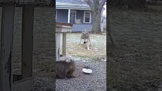 The Tabby Cat Was Being Bitten And Toyed With By A Wild Wolf.