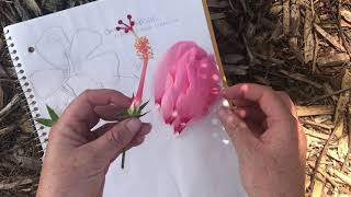 Flower Dissection with Shannon