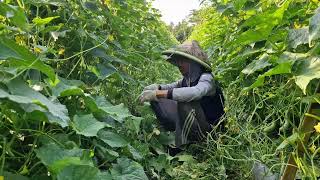 AMAZING SKILL! FASTEST WAY TO PRUNE CUCUMBER LEAVES BY HAND - Agriculture farming