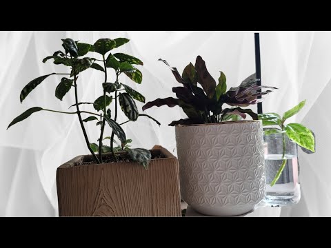 ভিডিও: Pilea Houseplants: Pilea অ্যালুমিনিয়াম প্ল্যান্টের যত্ন নেওয়ার পরামর্শ