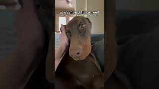 So scary  #doberman #dobermanpinscher #taylorswift #dogs #meme #funny #cute