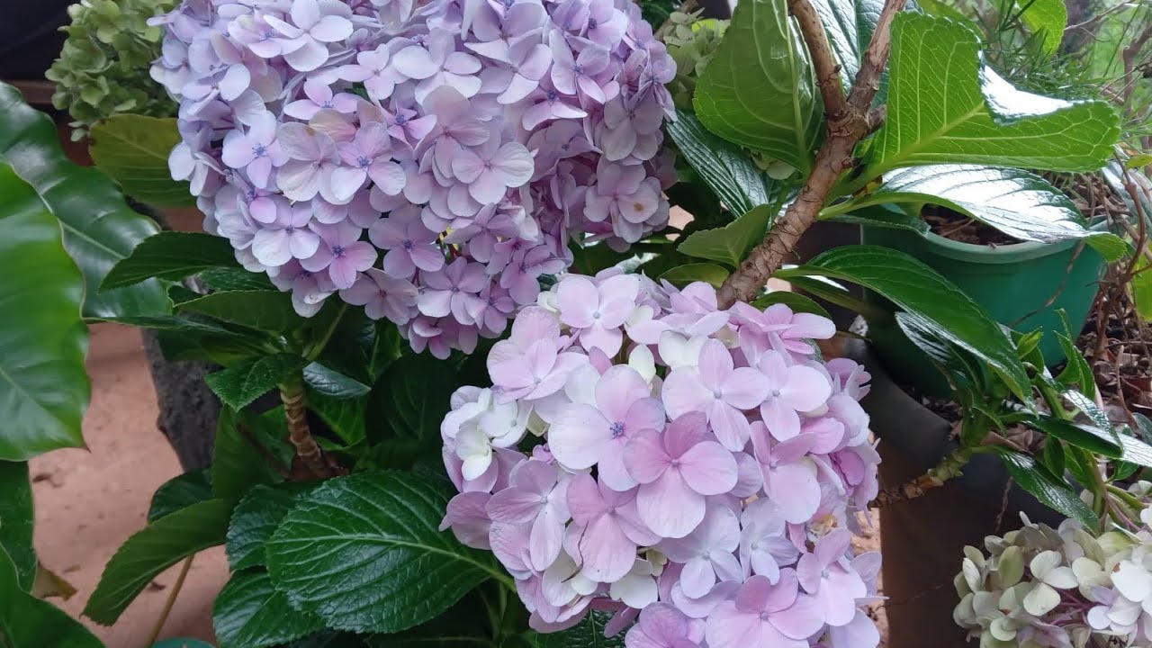 como fazer mudas de hortencias simples e fácil