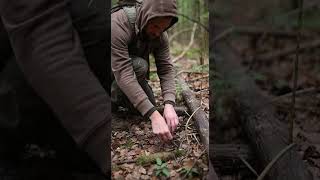 Download Lagu Trap Masterclass Learn To Build The Ultimate Survival Trap #bushcraft #trap #survival MP3