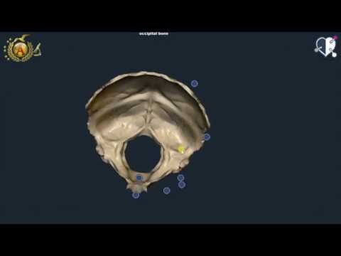 Video: Integrazione Di Taurina Nella Dieta Per La Passera Di Olivo A Bassa Temperatura Dell'acqua