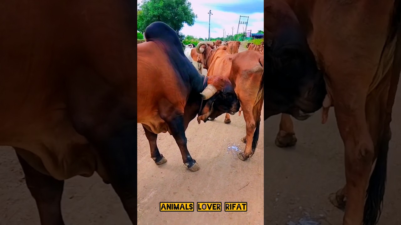 #cow