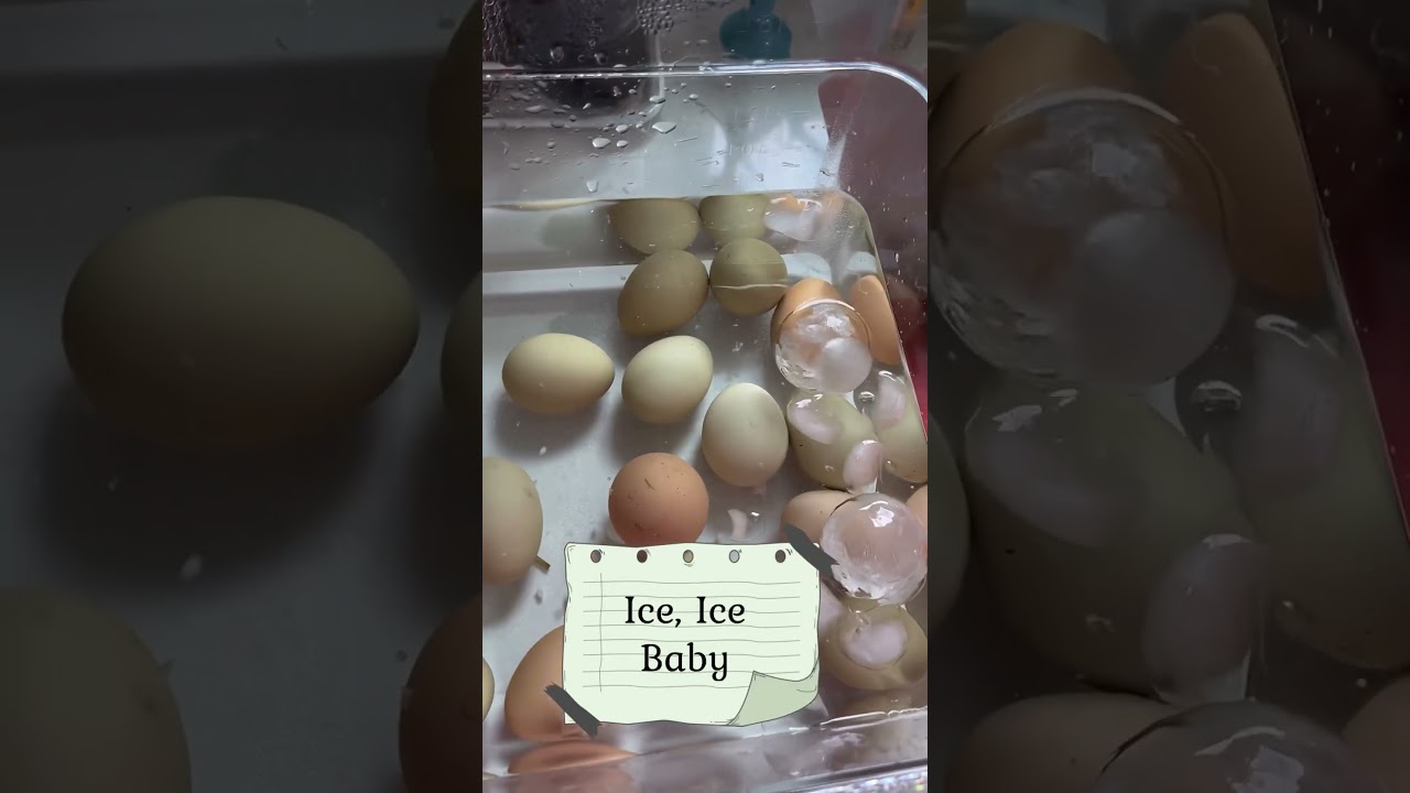 Sous Vide Dozens of Hard Boiled Eggs 