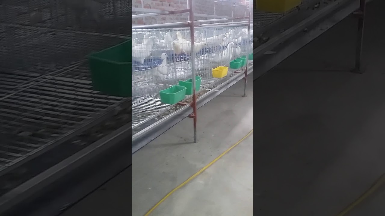 Hệ thống dọn phân tự động