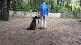 Information Chester - basic obedience training - 9 - 3 - 2026 Blue collar K9 training center  News