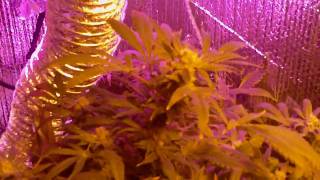 420 Celebration.AVI