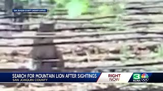 San Joaquin County community on alert after mountain lion sightings