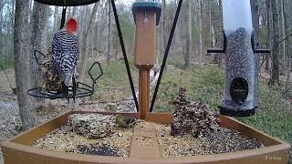 Six species in 30 seconds. Can you name em'? by Birdchill™ birdwatching cams 7 views 1 year ago 37 seconds