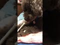 愛犬がデンタルガムを食べてるだけの動画