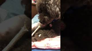 愛犬がデンタルガムを食べてるだけの動画
