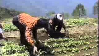 Potato Production from Seed – Nepal