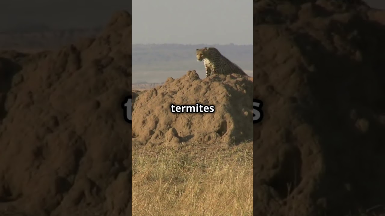 Experience the untamed beauty of the wild. 🌍✨ 