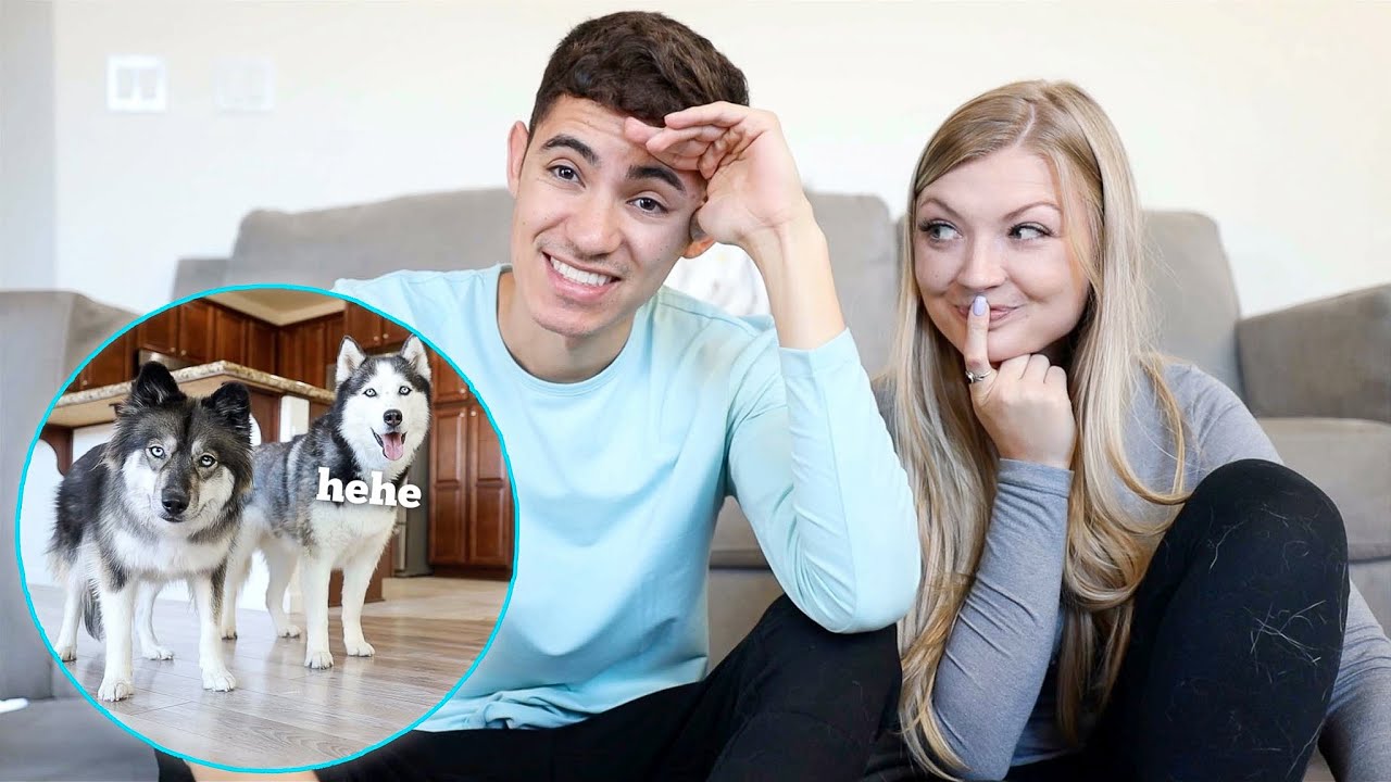 How Much It Costs To Own Our Two Huskies..