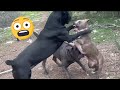 Pitbull challenges cane corso it was almost a real fight