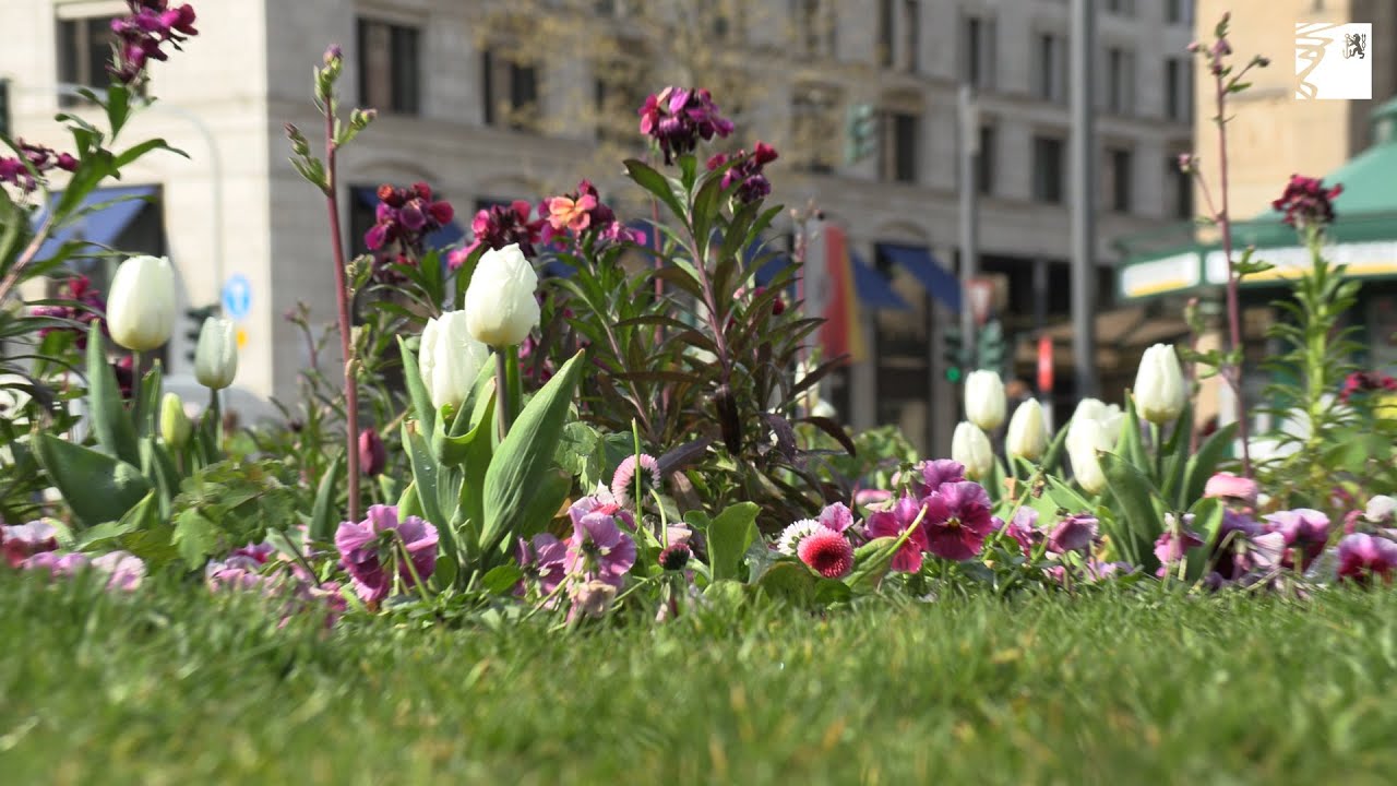 Corneliusplatz in Violett, Rosa und Weiß: Frühlingsblumen blühen in der Innenstadt