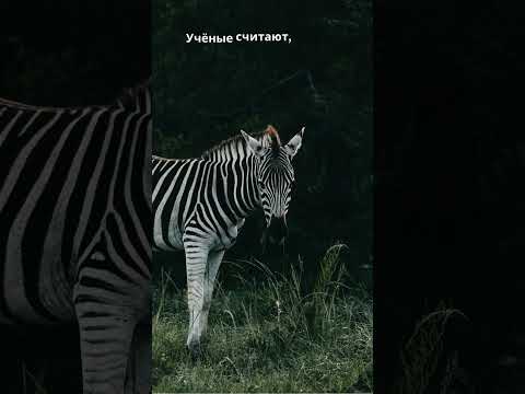 Зебра и её полосы #животные #relax #facts #calmshorts #animals