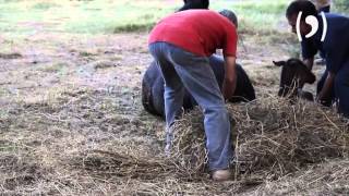 PARTO DE LA MULA MAIA DE UN CABALLO (EMBRIONES EQUINOS)