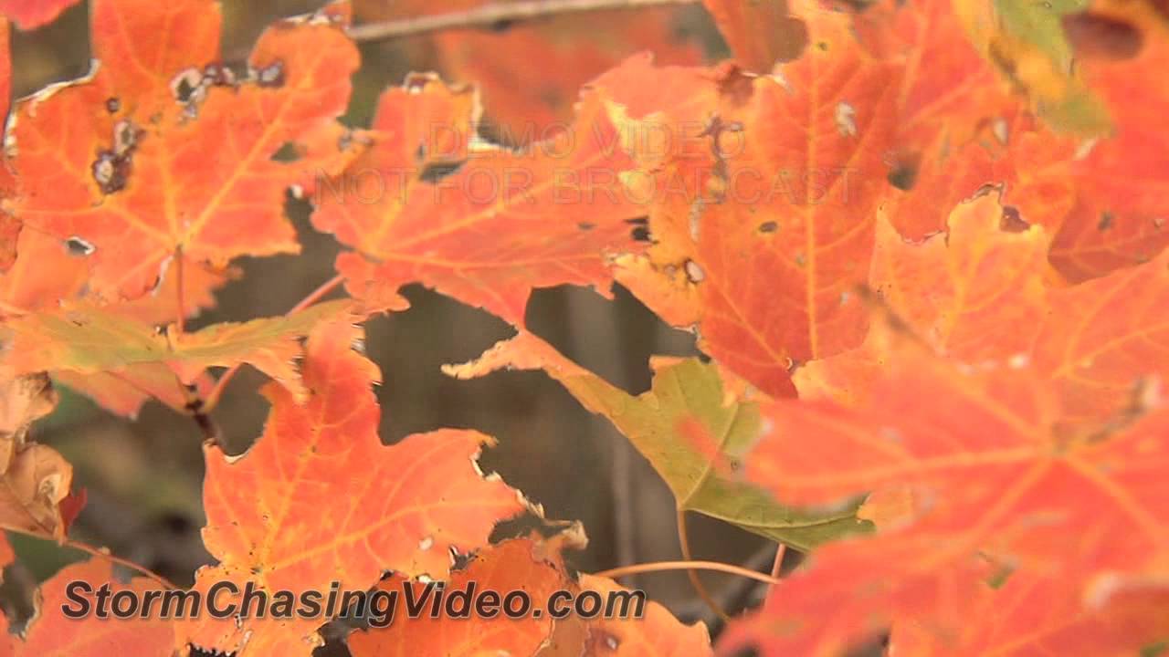 10/18/2013 Southwest Michigan Fall Colors