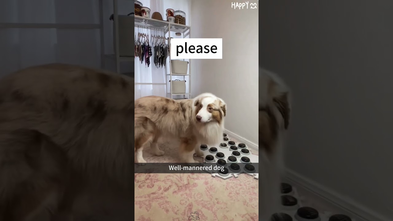 Part 1：Well-mannered dog 