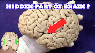 NeuroAnatomy - Hidden Part of the Brain - Insula | Island of Reil | Anatomy Dissection