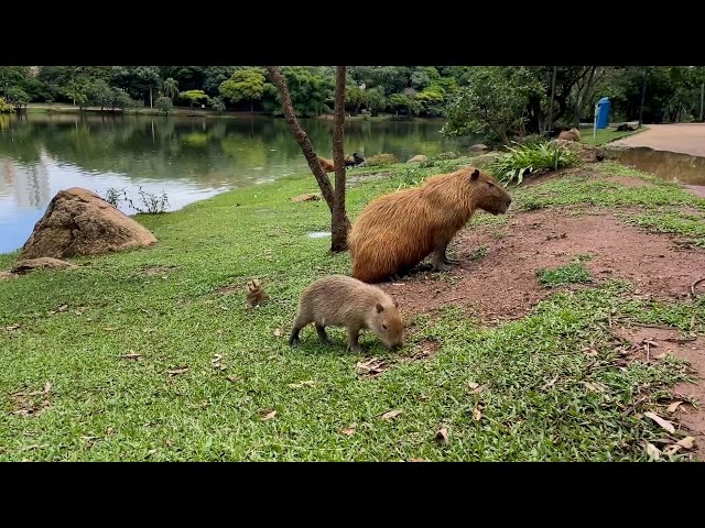 Enzimas descobertas no intestino da capivara podem facilitar o