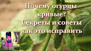 Срочно сделайте эти подкормки иначе огурцы так и будут кривые. Если  огурцы кривые чего не хватает