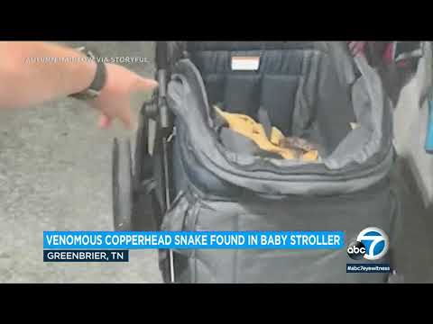 Tennessee couple stunned to find venomous snake in baby's stroller