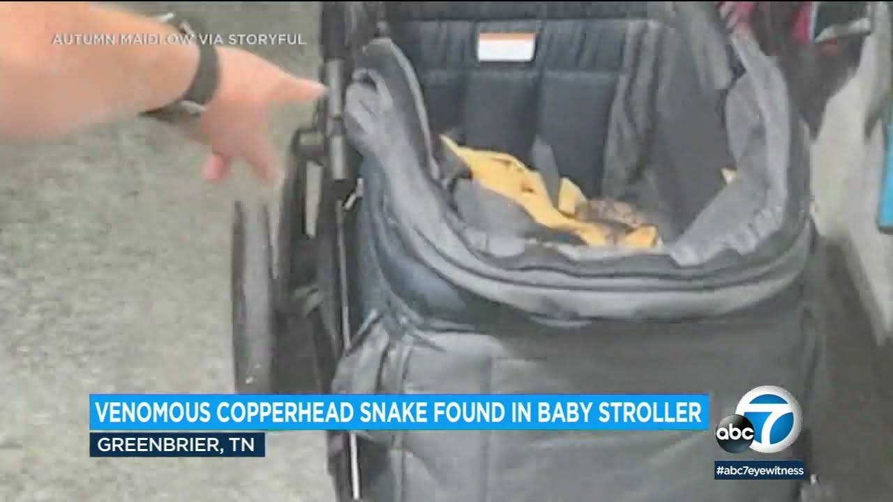 Tennessee couple stunned to find venomous snake in baby's stroller