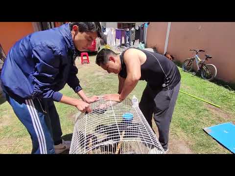 Video: Cómo Lavar La Jaula De Un Loro