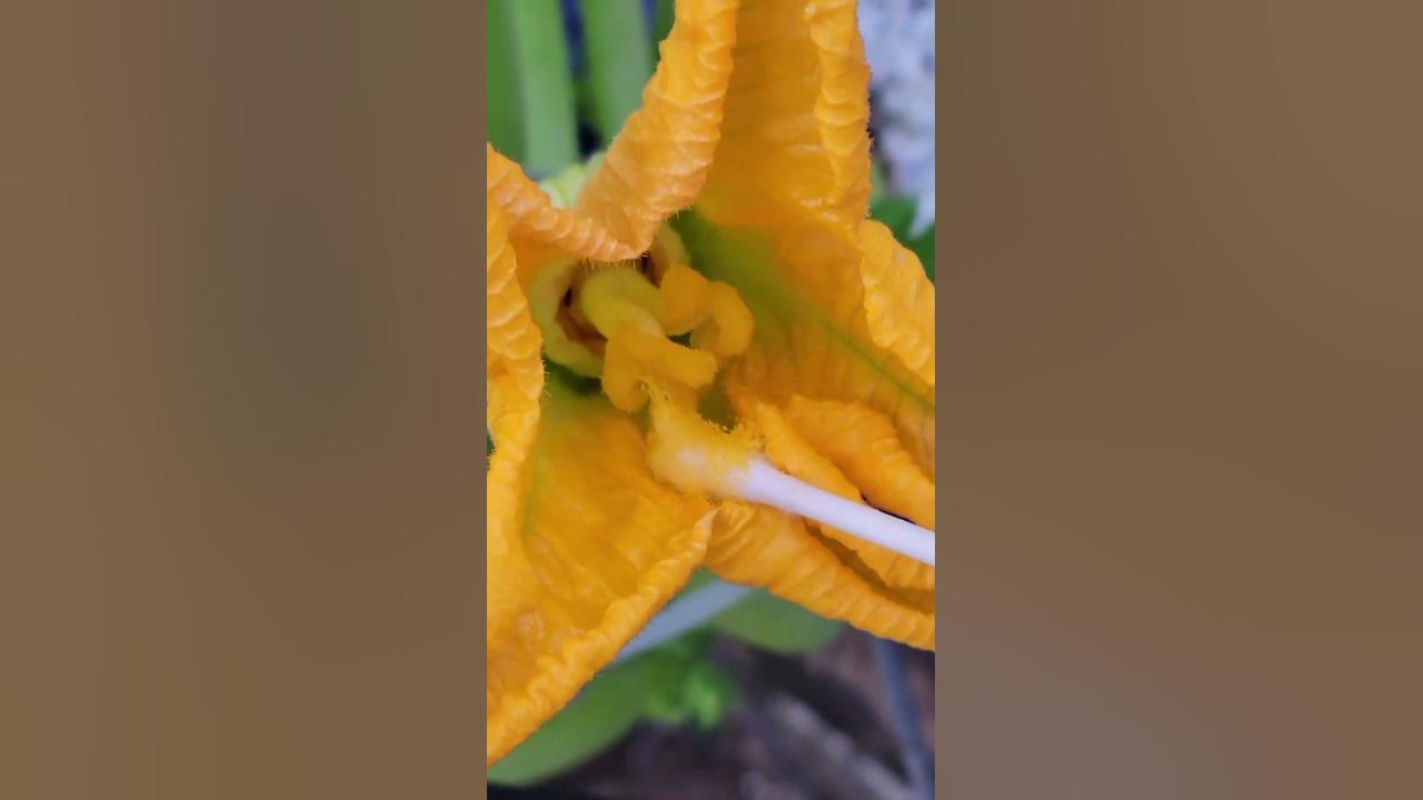 how to hand pollinate zucchini YouTube
