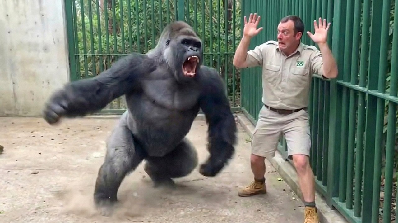 When Animals Go On A Rampage And Got Caught On Camera